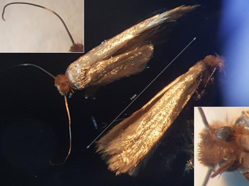 Tineola bisselliella